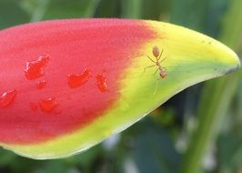 ant on tropical flower