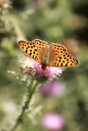 spotted butterfly in the bright sun