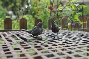 Garden Birds