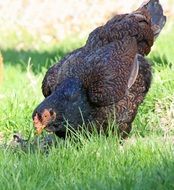 domestic black chicken on green grass