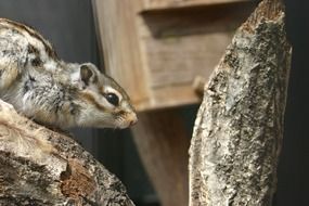 squirrel on a log in a zoo