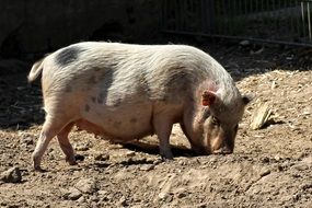 domestic pig in the mud on a sunny day