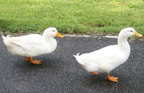 Ducks Walking