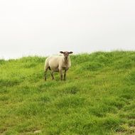 grazing farm sheep