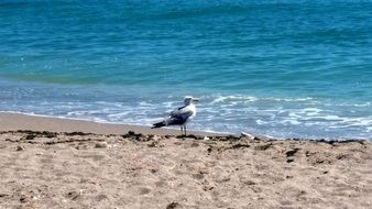 white seagull on a beautiful quiet beach