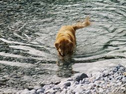 playing ginger dog in the water