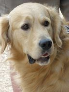 portrait of a cute golden retriever