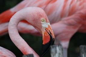 pink flamingo head on a background of other pink flamingos