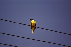 a yellow-breasted bird sits on high-voltage wires