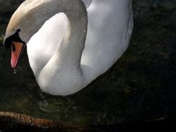 white swan on the water at dusk