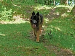 German shepherd walks along a forest trail