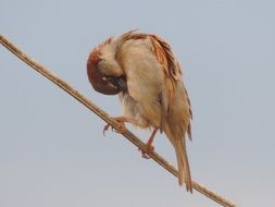 sparrow cleans feathers on a branch