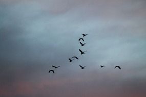 flying high migrating birds