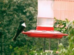 hummingbird drinking water in the garden