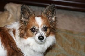 Continental Toy Spaniel close up