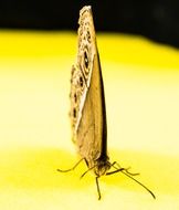 butterfly with closed wings on the yellow surface