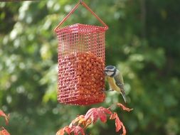 bird near the net with feed