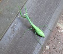 european mantis on a wooden board