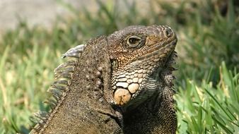 portrait of an iguana
