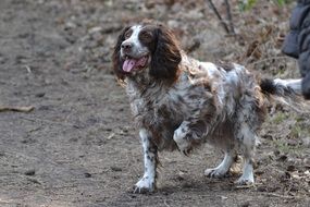 outdoor active with a dog