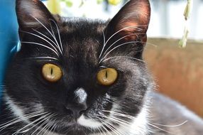 portrait of a cute black and white cat