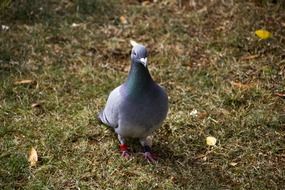 pigeon stands on green grass