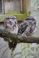 owls on a branch in australia