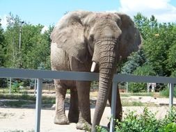 African Elephant behind fence in zoo