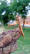 scary mantis in wildlife close-up on blurred background