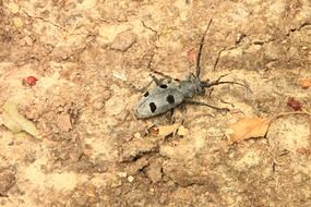 Cerambycidae, grey Bug with black spots on ground