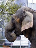 profile portrait of an elephant in zoo