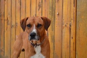 angry domestic dog