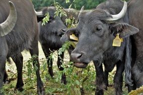 black buffalo with a stigma on the farm