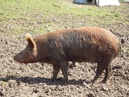 pig walks through the mud on a farm