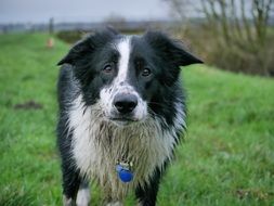 picture of the cute Border Collie Dog