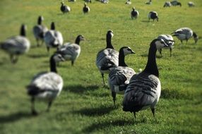 Geese on a field