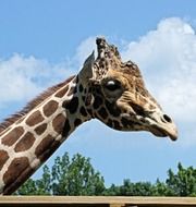 giraffe head against blue sky