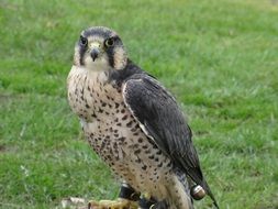 bird of prey falcon