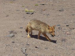 Fuchs in the desert