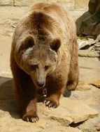 Grizzly Bear Wild Animals