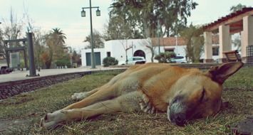 Dog Sleep close-up on blurred background