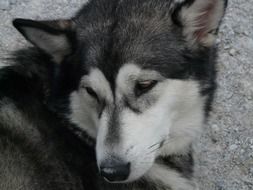 Siberian Husky lies on an asphalt path