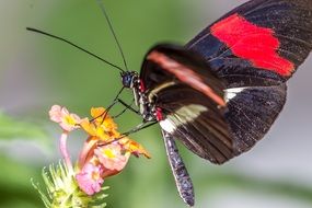 red and black butterfly on the flower