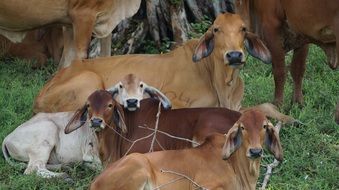 Cow Livestock