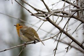 robin on a tree without leaves
