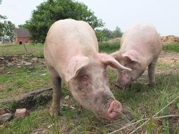 big pigs on the farm