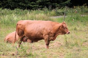 two brown dairy cows on pasture