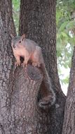 Nature Squirrel Animal