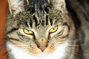 portrait of a gloomy domestic cat