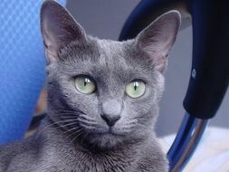 russian blue breed cat